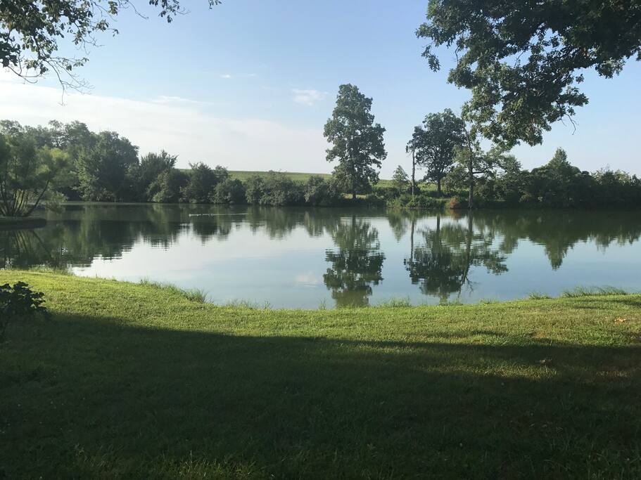 15 pet ducks live on the lake.