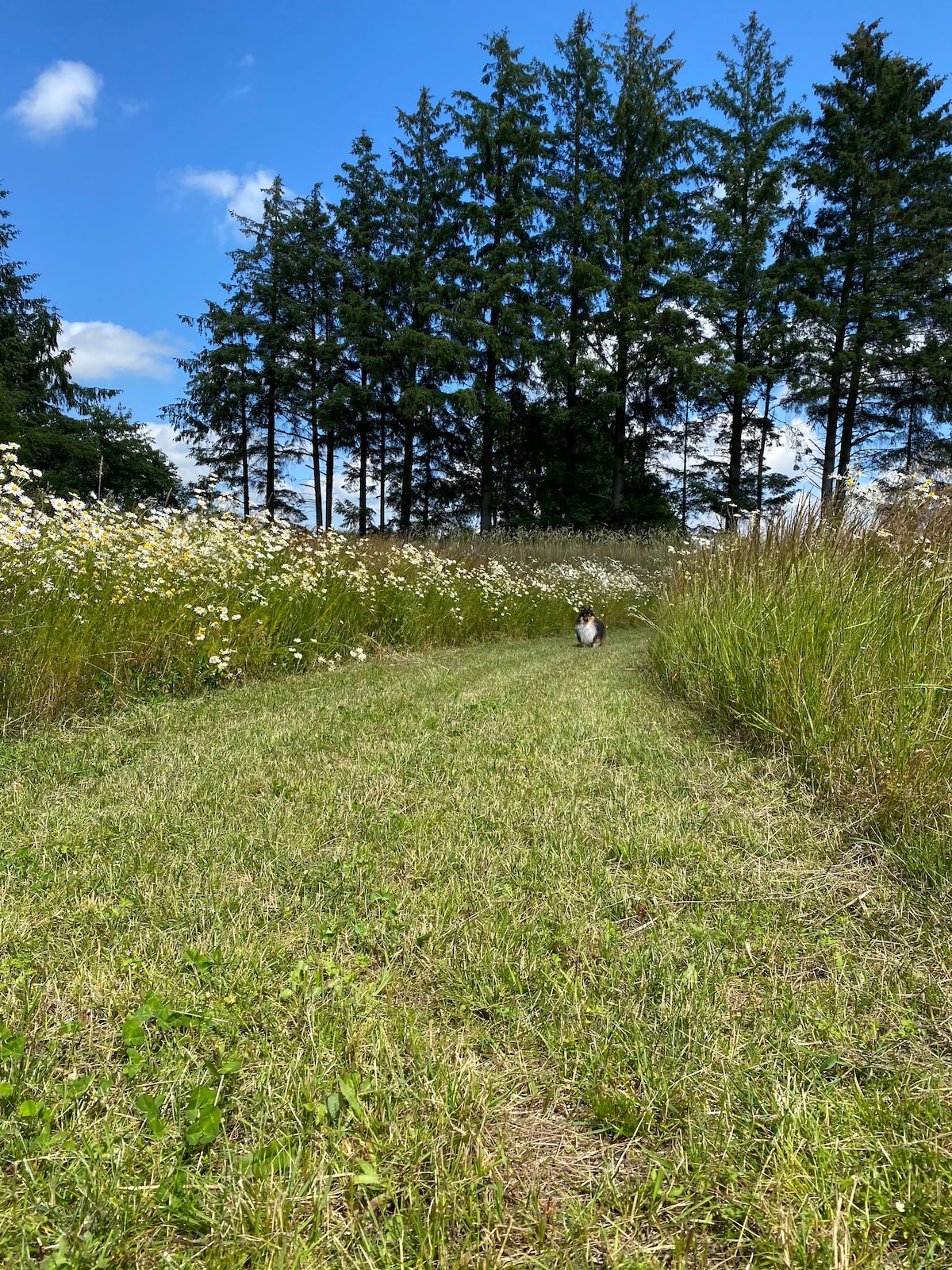 A grassy path winds through a field adorned with wildflowers under a clear blue sky. Tall trees line the background, providing a natural border to the scene. A small animal can be seen moving along the path, adding a touch of life to the tranquil setting.