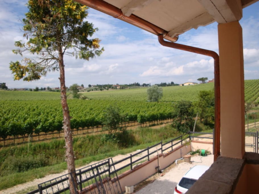 ettari di vigneti di Sangiovese