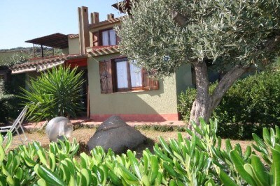 The exterior of the two-story house is shown, featuring a green facade and wooden windows. Surrounded by greenery, a large olive tree stands nearby, with various plants framing the view. A rock and outdoor seating are visible in the garden area.