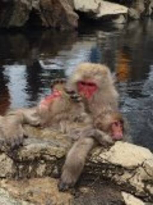Snow monkeys