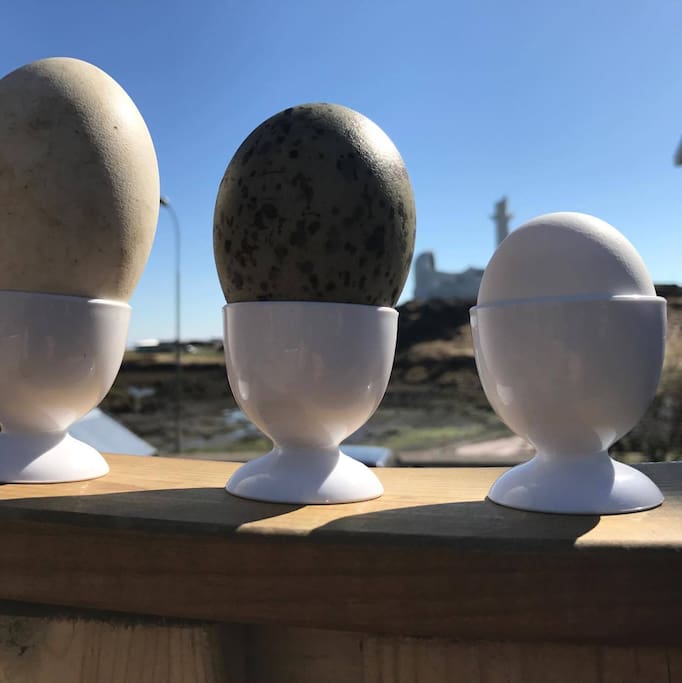 Eggs from Goose, Black backed gull, Hen