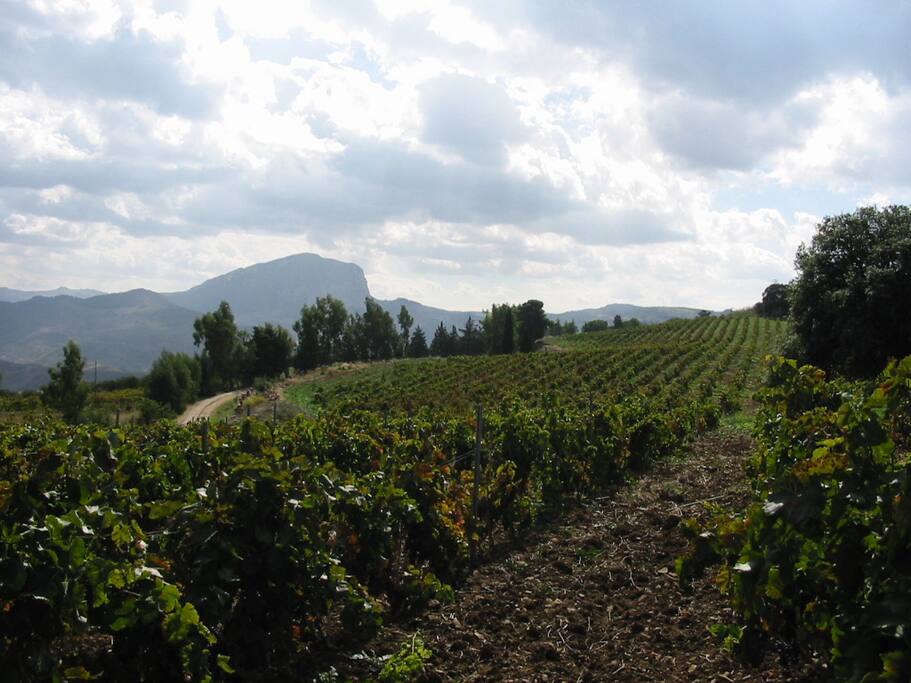 i nostri vigneti