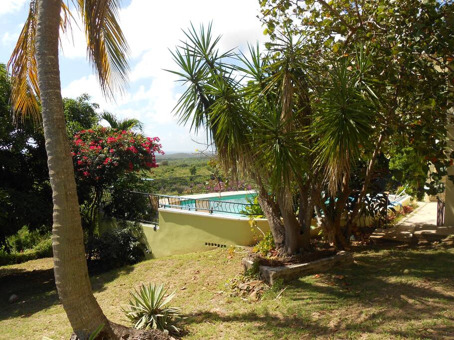 pool from the side yard- lots of beautiful tropical plants, flowers and trees