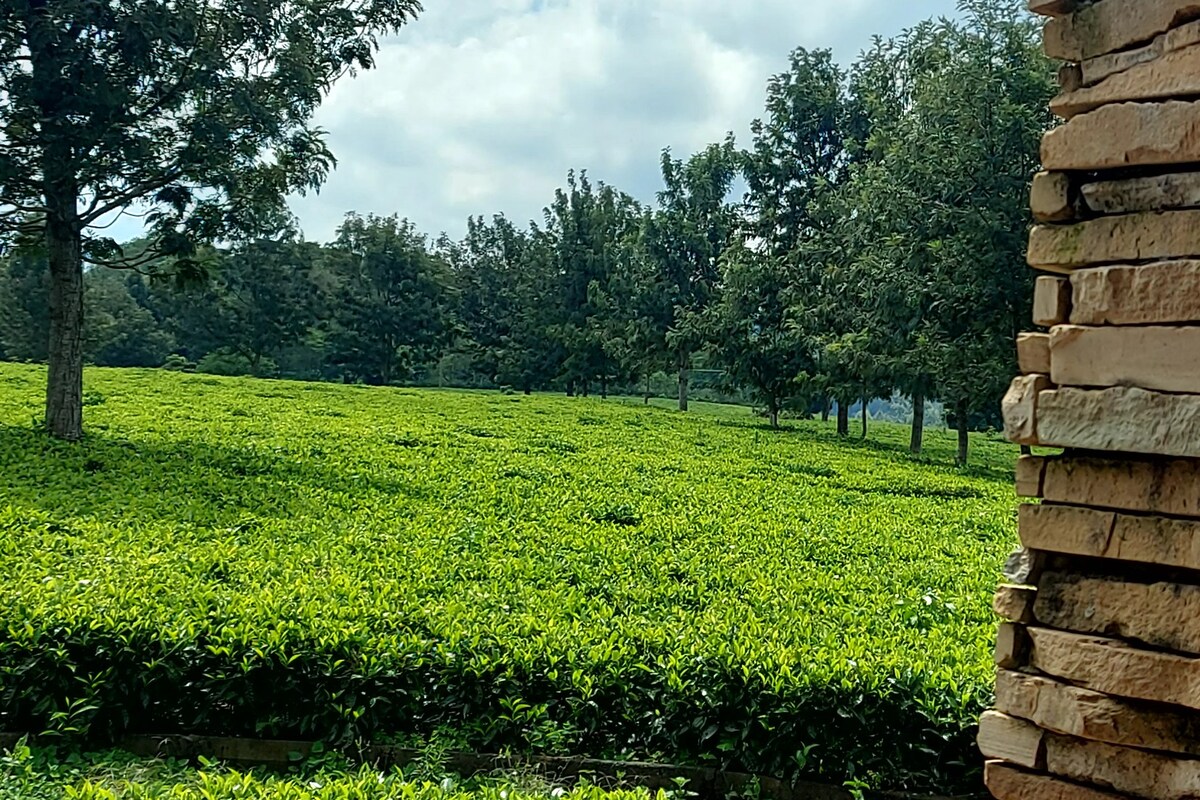 A scenic view showcases lush, green tea fields stretching across the landscape, bordered by clusters of trees and a clear sky above. The vibrant foliage provides a serene backdrop, emphasizing the tranquility of the surrounding area.