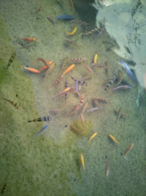 Peces de colores