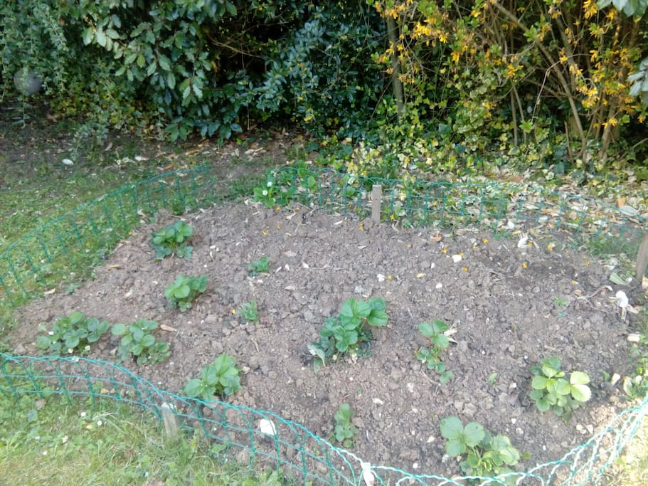 Fraises en devenir !