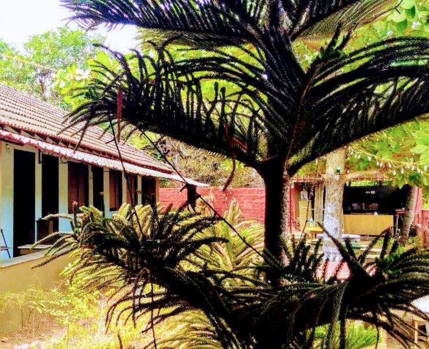 Yard