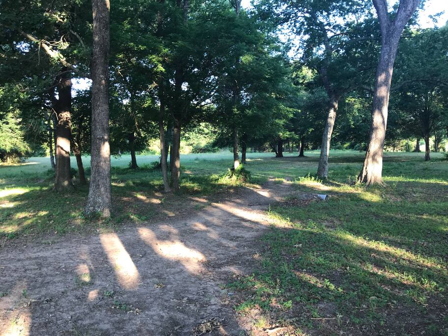 View of the back yard