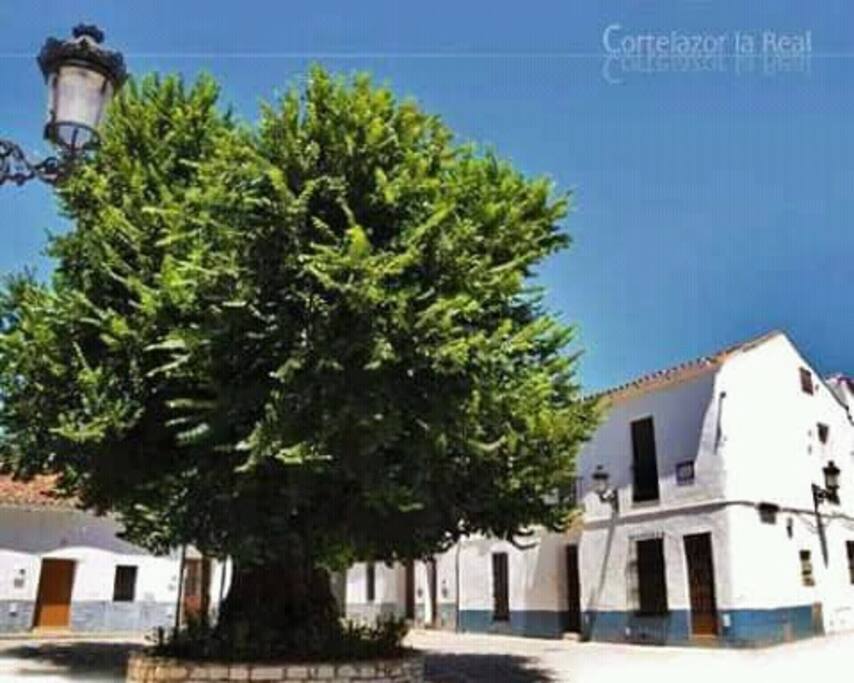 Olmo centenario en el centro del pueblo