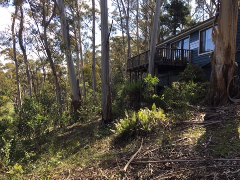 View from the back yard