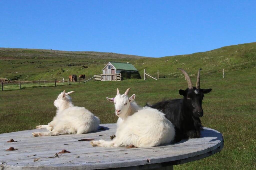 Farm animals