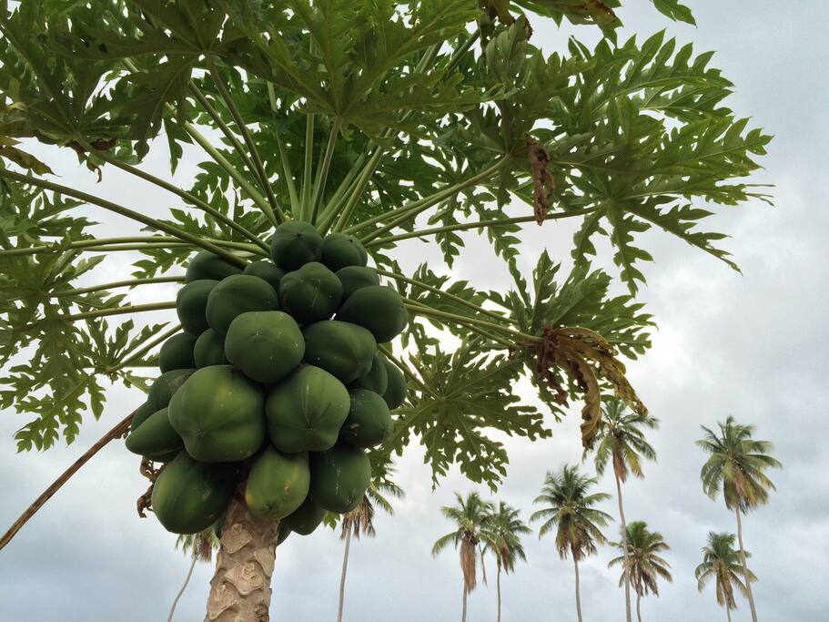 I drag home fresh island goodness almost everyday! If you ever bring stuff back to the casa I can help you prepare them for juices, smoothies and more!