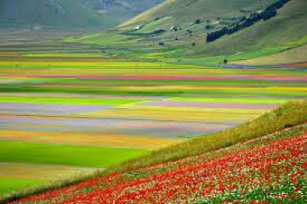 La Fioritura di Castelluccio Che si svolge nelle prime due domeniche di luglio.