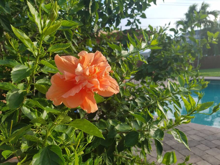 Flowers Are Abundant