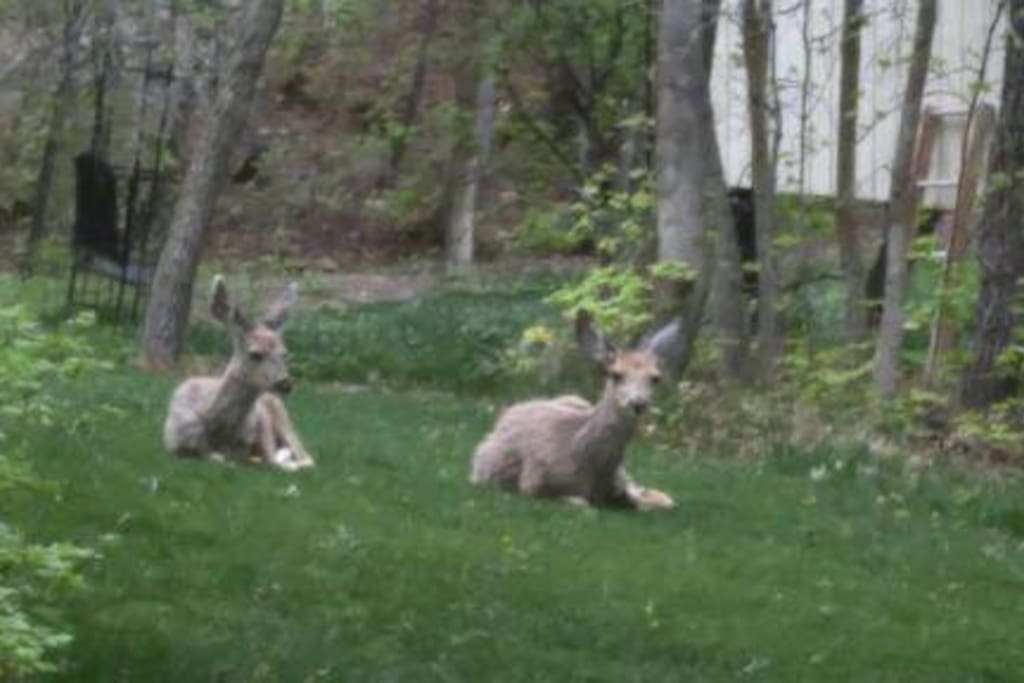 Deer relaxing in our back yard.