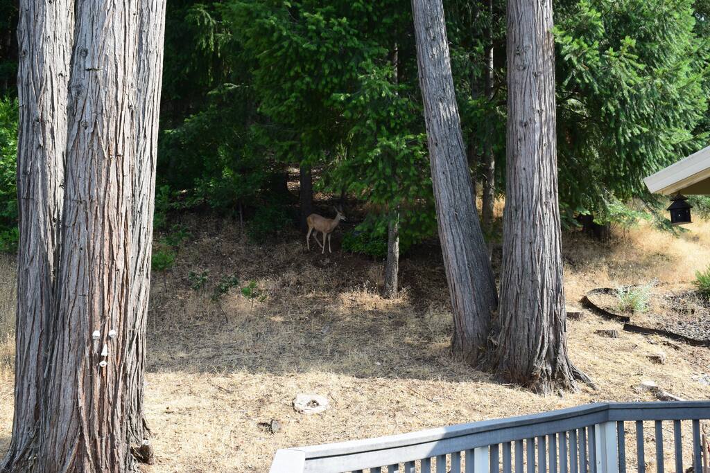 Beautiful Nature Right off the back deck