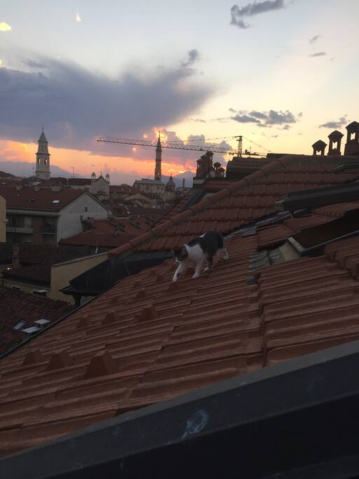 La gatta sul tetto