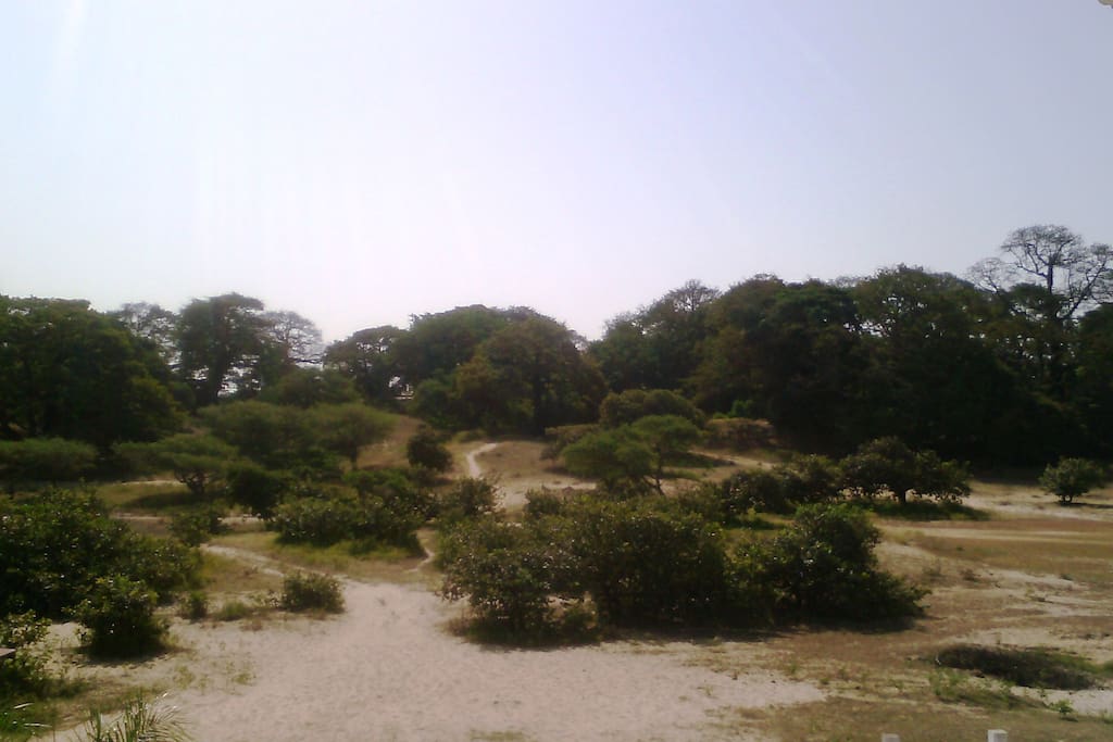 Vistas a los arrozales y bosques de ceibas