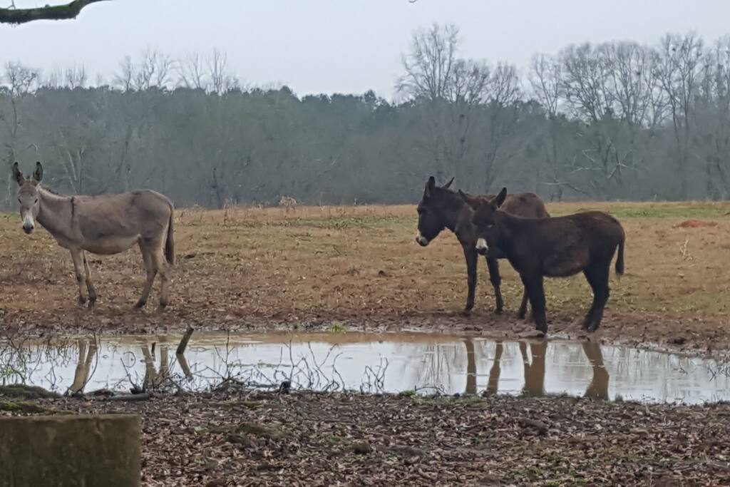 Donkeys