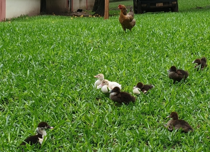 Several ducklings of different colors are scattered across a lush green lawn, accompanied by a hen. The vibrant grass provides a natural setting for the animals, creating a serene and lively environment.