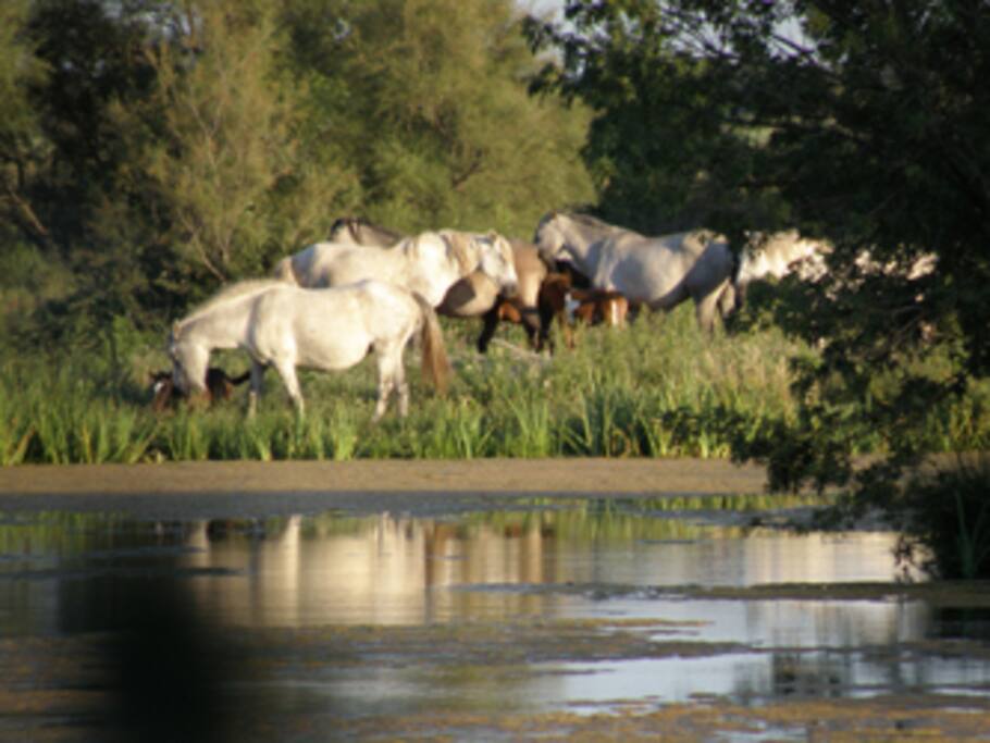 reflet de la manade de chevaux sur les marais
