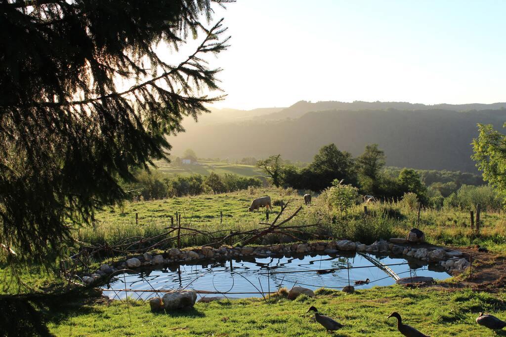 nature vivante, petit étang