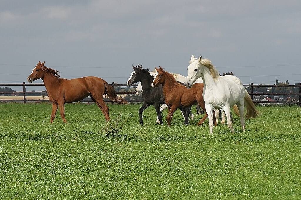 Nos chevaux d'élevage