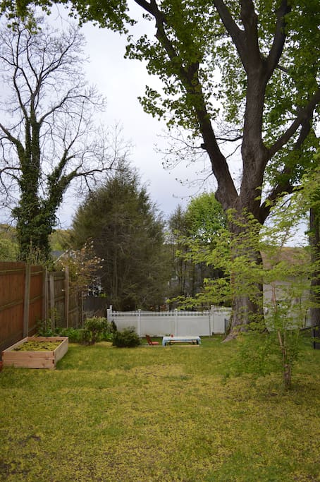 Backyard