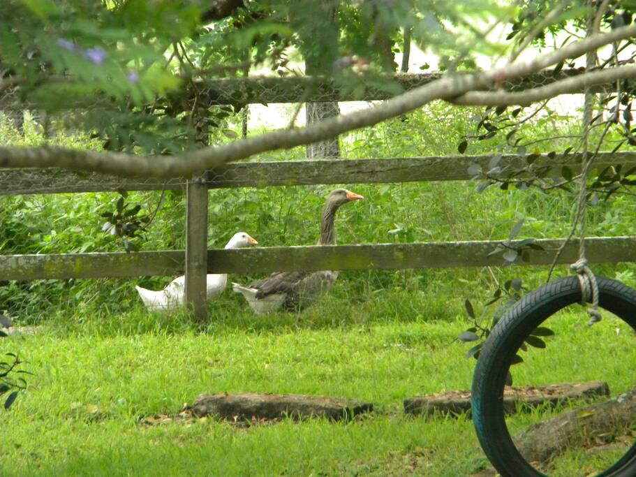 Geese wander freely from Billabong to flower garden