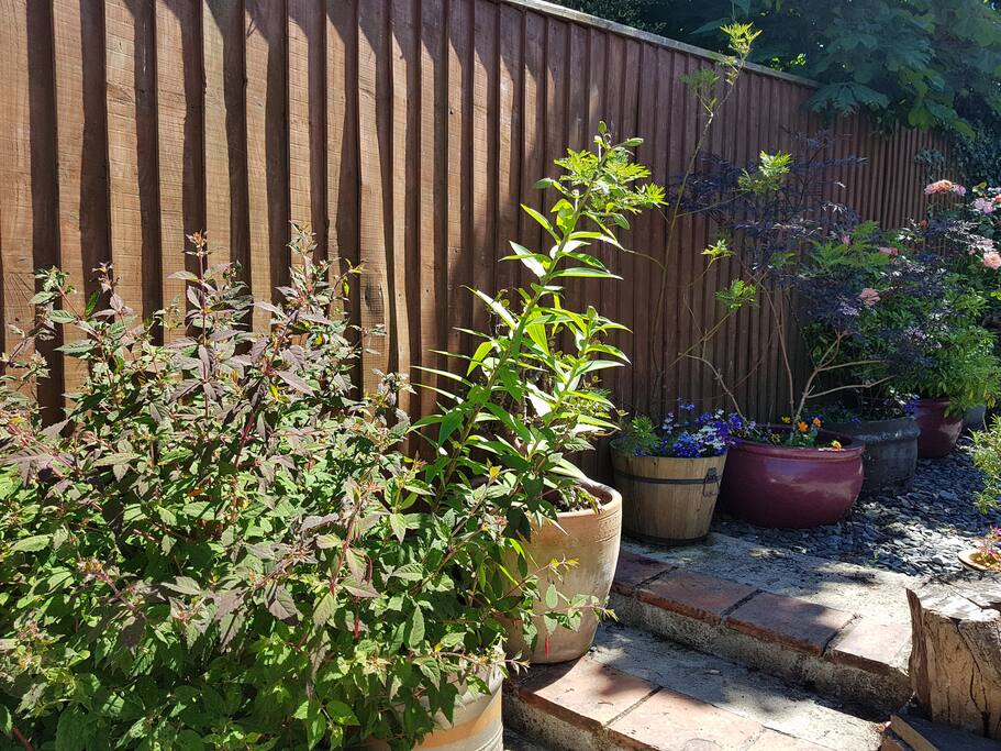 Rooms still being renovated, in the meantime here's the garden!