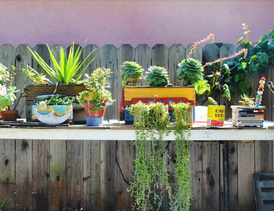 outdoor collection of plants