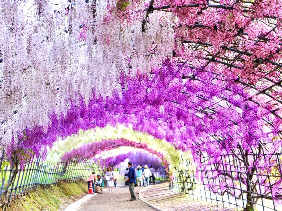 东瀛花物语 日本最美的紫藤花园 比上野的樱花更浪漫 日本旅游攻略 尽在airbnb爱彼迎