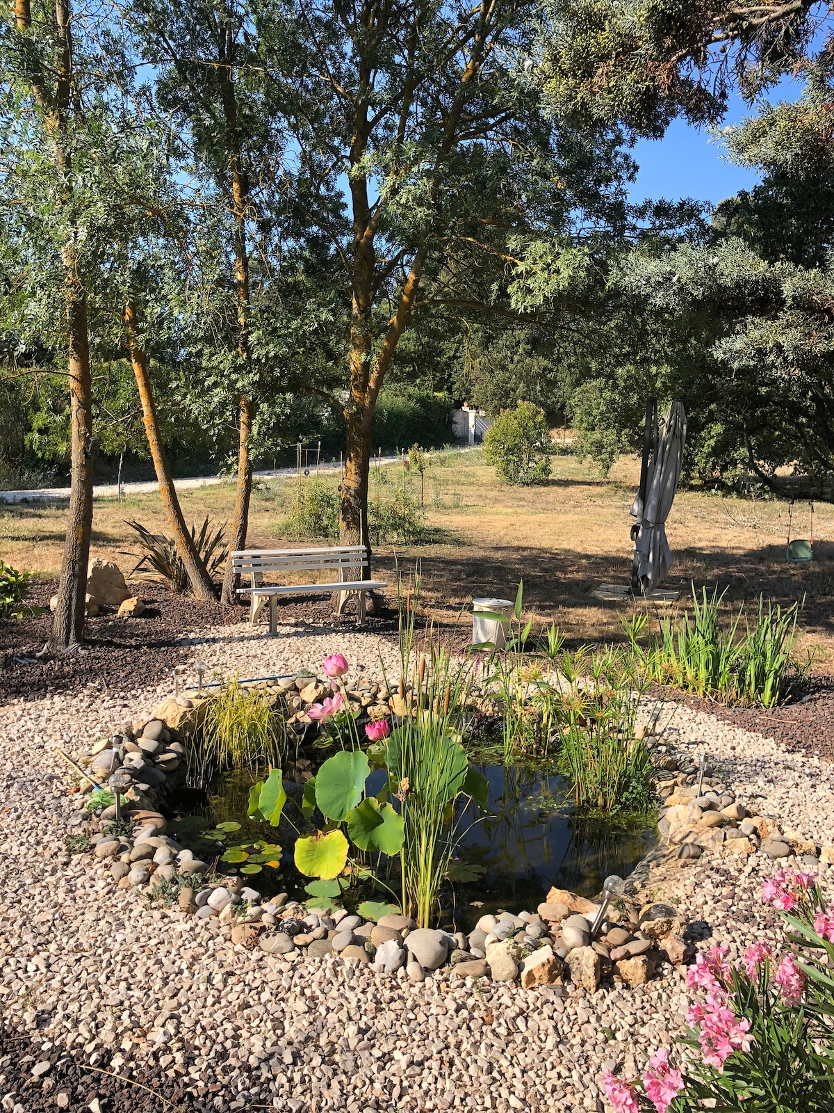 A serene garden scene is captured, featuring a small pond surrounded by smooth stones. Lush green plants and blooming lotus flowers are visible within the pond. Nearby, a wooden bench is positioned under the shade of tall trees, offering a peaceful retreat.