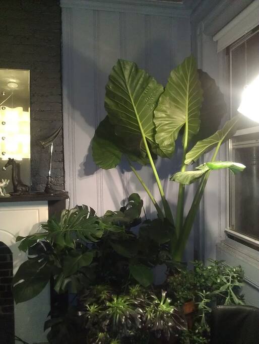 Love plants