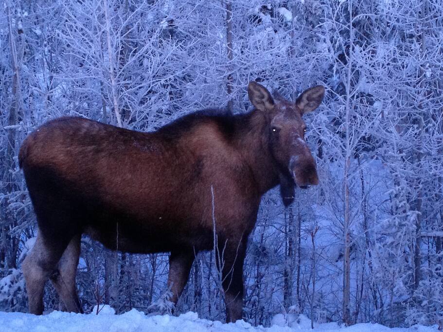 Moose in backyard.