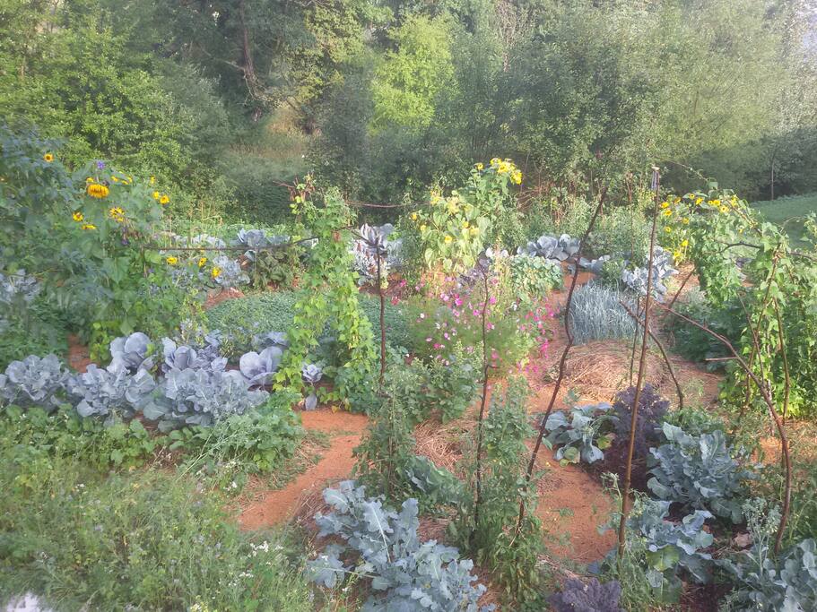 Le jardin vivrier de Léo