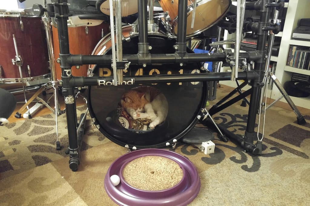 Living room with kitty mattress in the drum.