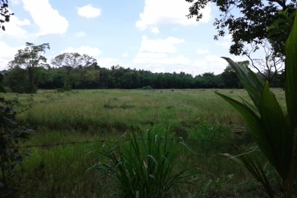 the bungalow overlooks a flat lands