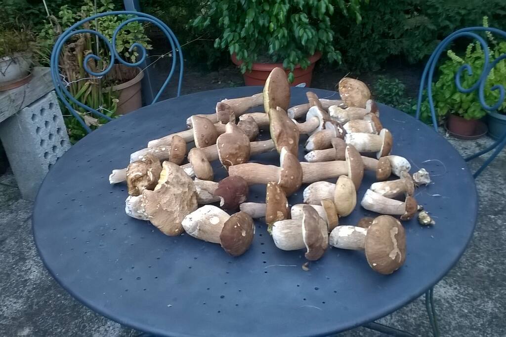 Quelques cèpes d'été