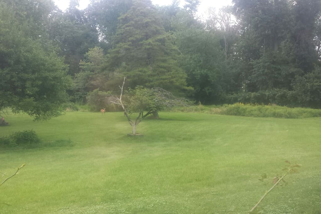 View of Deer