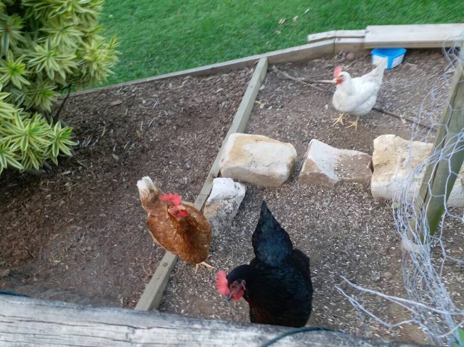 Our friendly Chooks are very inquisitive and happy to take food from your hand.