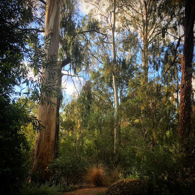 Surrounded by eucalyptus.
