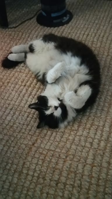 There is a cat in the house. Meet Henry