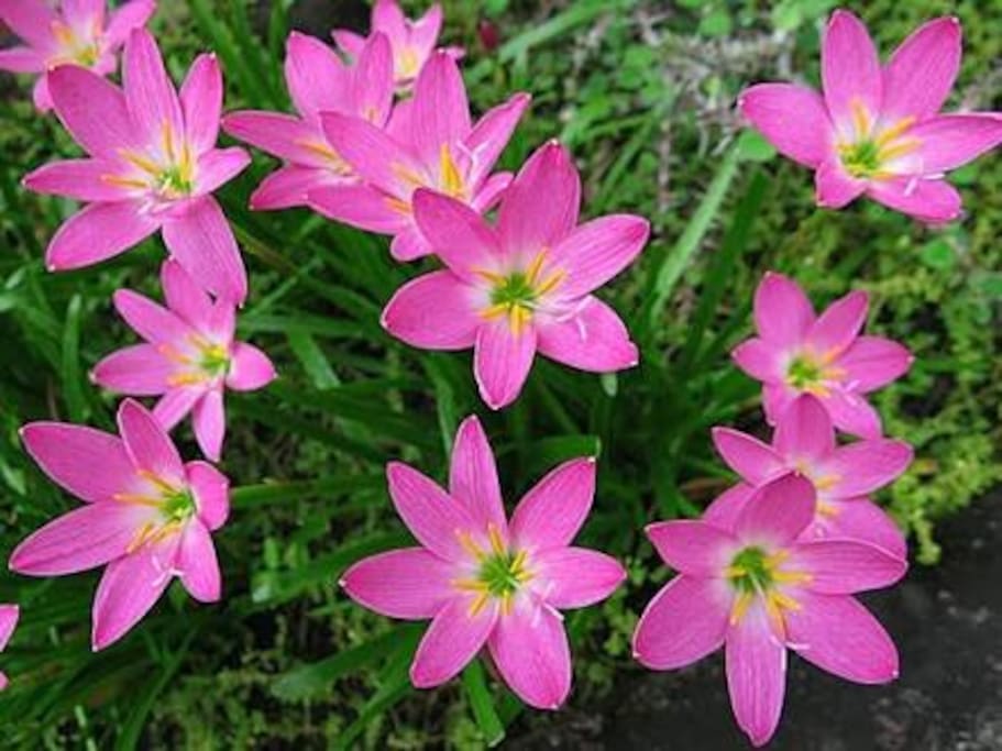 Our "Rain Lily" in the garden.