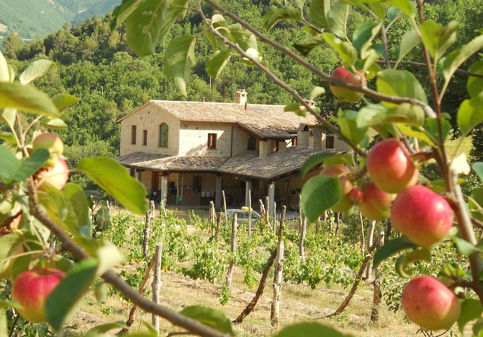 Localita il Piano farmhouse, as seen from the apple orchard to the north