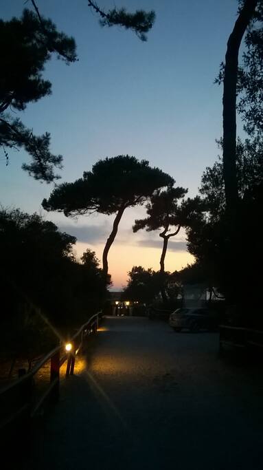One of the umbrella pine trees in the national park.