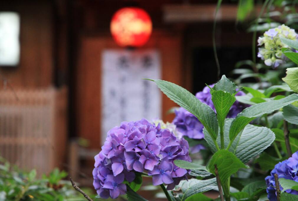 祇園の街に咲くあじさい/The hydrangea which blooms in the town of Gion
あじさいの時期は6月です/It is June at the best time of Hydranger