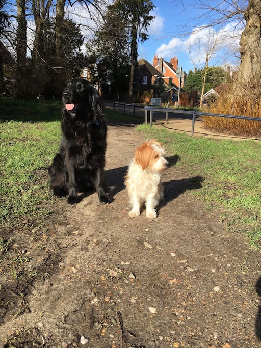 Our dogs- a Flatcoat retriever and a mixed terrier