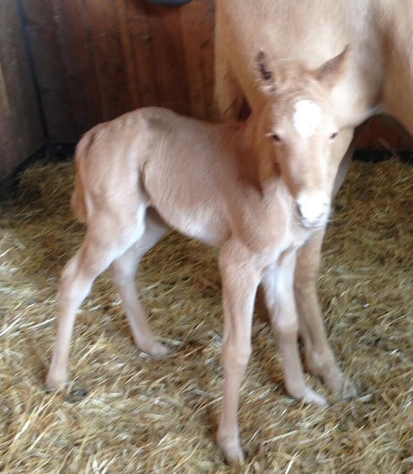 New arrival at Trails' End